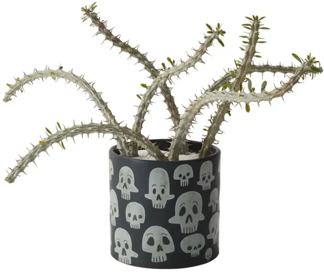 Calaca Pot - Small